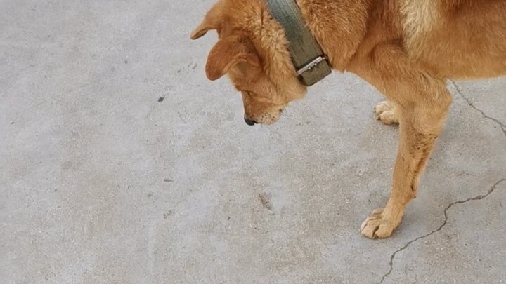 Anjing kampung Tiongkok berusia 23 tahun! Langkahnya sudah goyah.