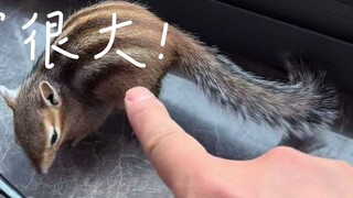 Families raising squirrels must remember to get up early!