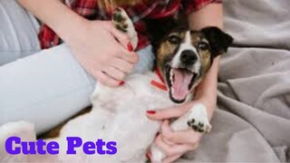 💥Cute Pets Fails Viral Weekly😂🙃💥of 2020 | Funny Animal Videos💥👌