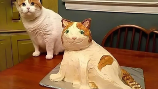 รวมวิดีโอแมวและหมาที่สนุกที่สุดในปีนี้