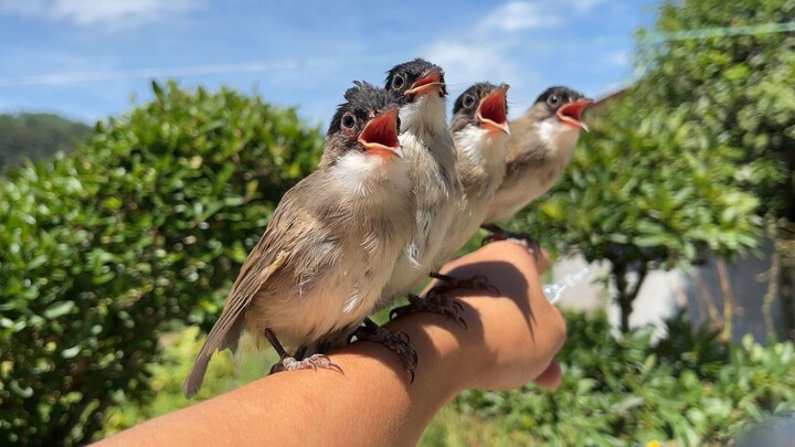 Inikah yang disebut plester anjing legendaris?