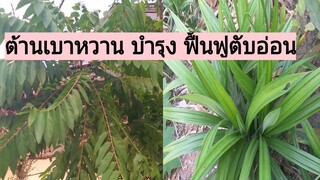 ช่วยรักษา ป้องกันเบาหวาน บำรุงตับอ่อน ด้วยสมุนไพรบ้านๆมะยม และเตย /โดยฮอยไทยอีสาน