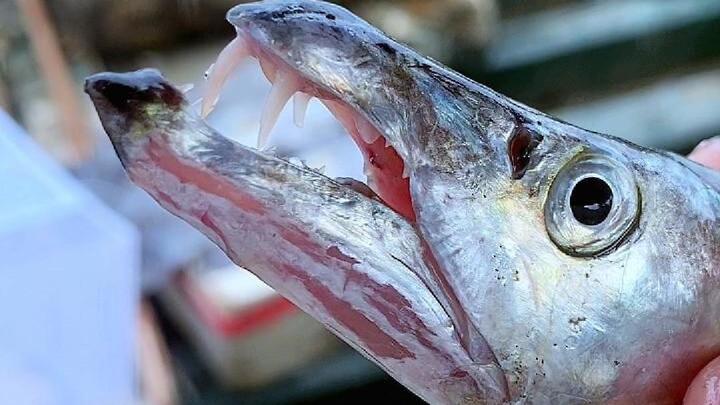Đừng để cá biển cắn, vì rất dễ nhiễm vi khuẩn Vibrio vulnificus