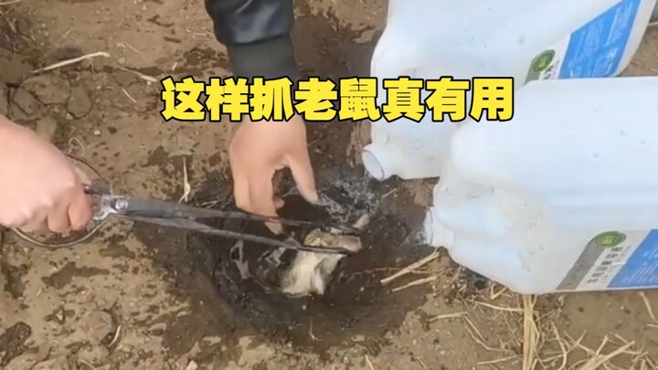 Field Mouse: No way, bro—open your head and get a quick kill?