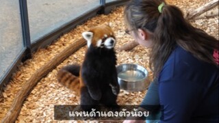 แพนด้าแดงมาขอของกิน