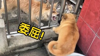 社牛小狗脾气太好了，被狗凶也不在乎，还是太年轻了！