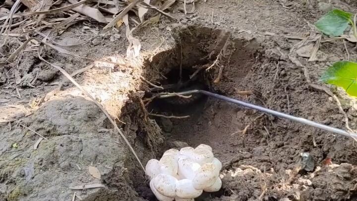 Poisonous snakes of Bangladesh