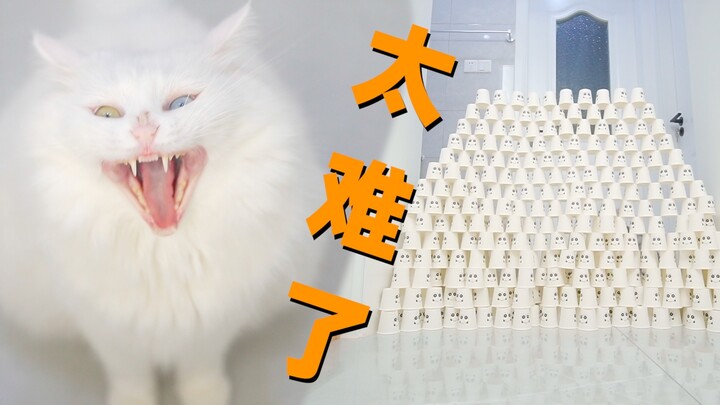 Mainin semua permainan cangkir kertas untuk kucing sekaligus, si kucing: Aduh, ini susah banget!