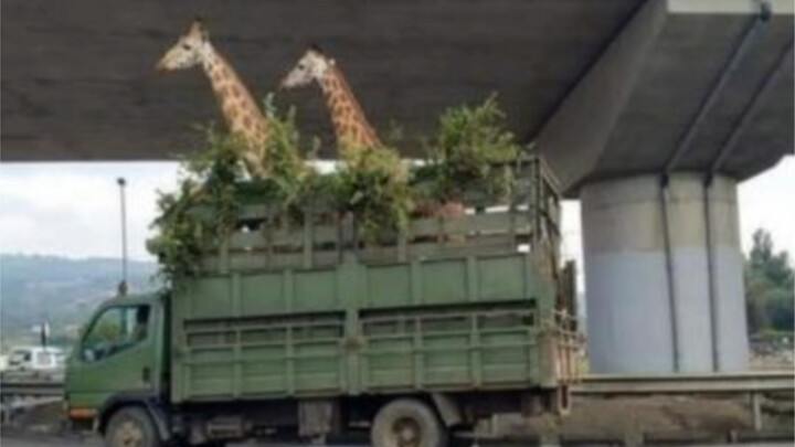 Giraffe: Moving house almost gave me a concussion!