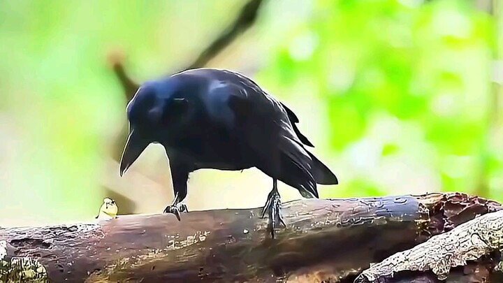 animals #wildanimals #fyp #foryouclips47 #animalsfacts #animals #highlights #followers #create