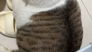 谢谢大家在淘宝猫王大赛中对煤球支持，谢谢非常感谢