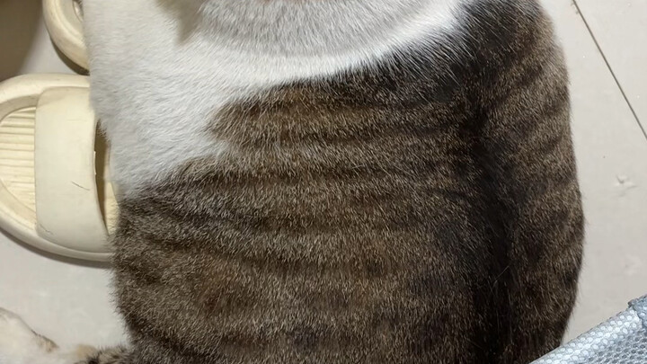 Thank you everyone for supporting Meiqiu in the Taobao King of Cat competition. Thank you so much, t