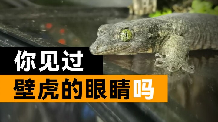 Những đôi mắt khác biệt so với tưởng tượng của bạn