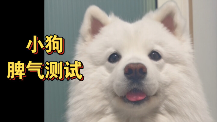 挑战全网脾气最好