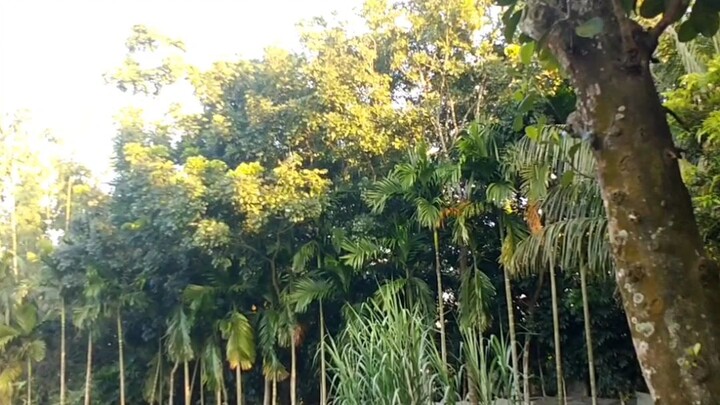 আমার বাড়ি