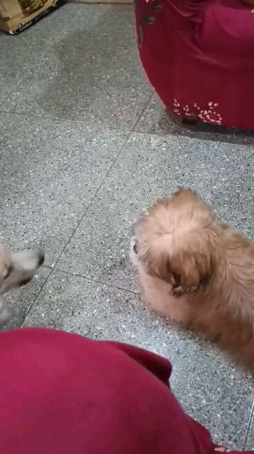 my 2 little dogs talking to each other😅