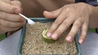 How to keep Clivia in check