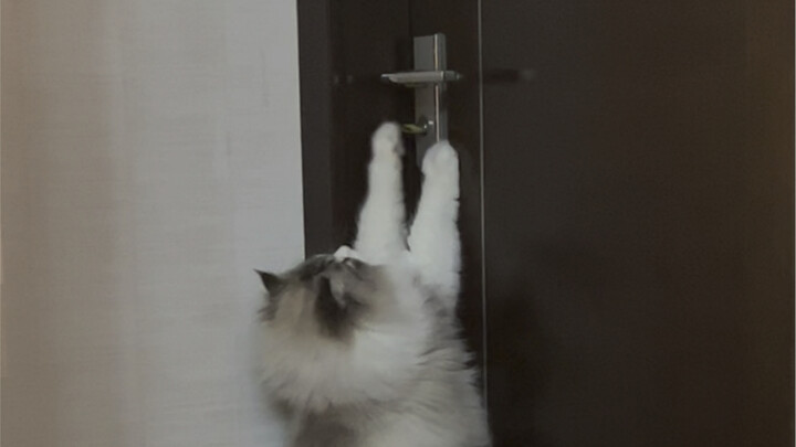 Clip Cat is going to put on a show for the uncles and aunts: swearing and cursing while opening the 