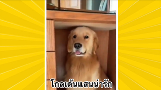 สัตว์เลี้ยงเพื่อนขนปุย : โกลเด้นสุดน่ารัก