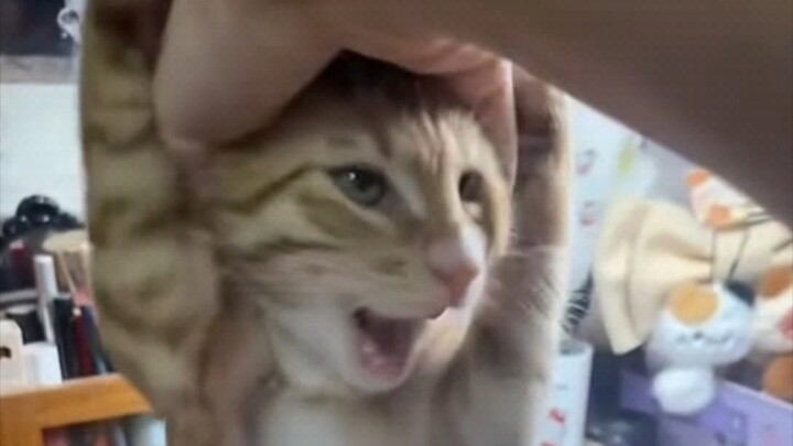 "Playing with cats ruins one's ambition"