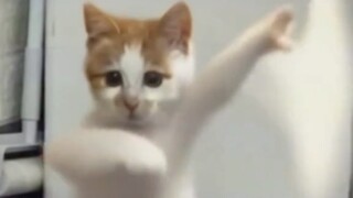 Cat funny dance