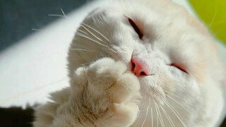 Let me use this video to tell the story of me and the angel kitten Popcorn.