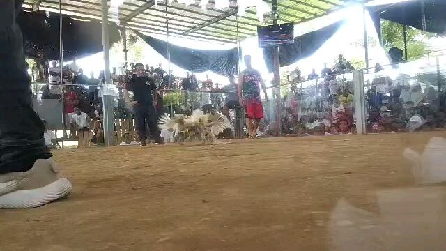 Santa Cruz Marinduque       Penny hatch x white kelso    WIN