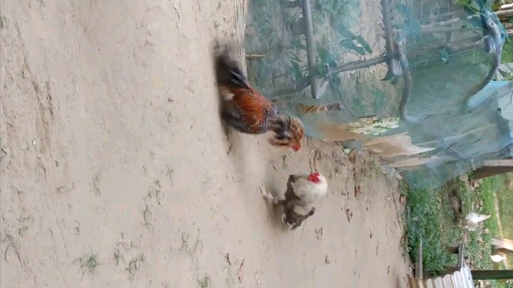 batang sabungero built vs bulit