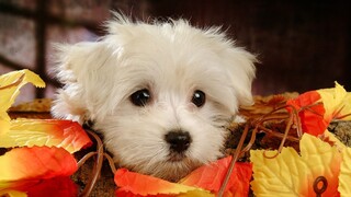 คอลเลกชั่นสุนัขน่ารักมากมาย