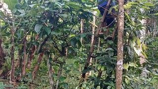 siblings cookbang | Philippines countryside