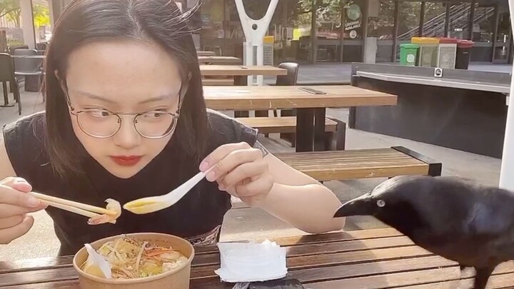 จะกินข้าวกลางแจ้งอย่างปลอดภัยในออสเตรเลียยากขนาดไหน? 【ไก่ป่าจากไหนมาแย่งกินเนื้อฉันเนี่ย!!】