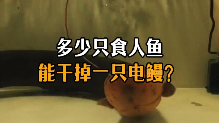 How many piranhas would it take to take down an electric eel?