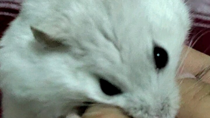 أنا حقًا لا أُسيء معاملة الفئران في حياتي اليومية، ولا أحرم هذا الهامستر السمين من الطعام...