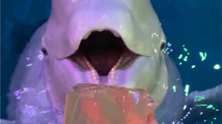 Paus beluga tidak perlu mengunyah saat makan, jadi coba tebak apa fungsi gigi paus beluga