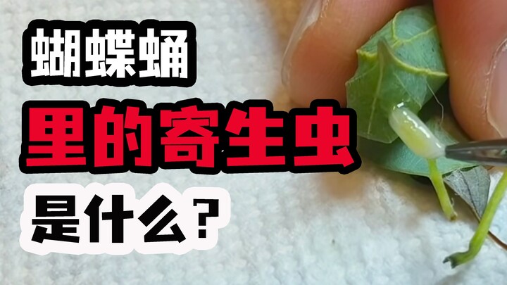 Quái vật gì đã xuất hiện trong vườn? Hé lộ loài “côn trùng” kỳ diệu mà mọi người hay tag tôi!