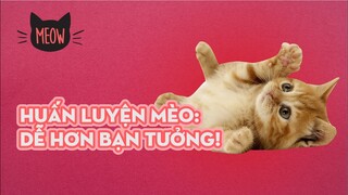 Huấn Luyện Mèo: Dễ Hơn Bạn Tưởng! | Meow | Coi Là Ghiền