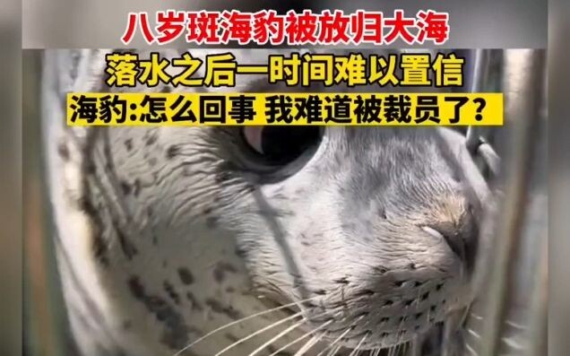 Spotted Seal: After so much effort to finally secure a government job, it’s just gone in an instant 