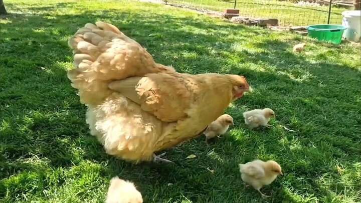 [Orpington Chicken] A plump hen with her chicks