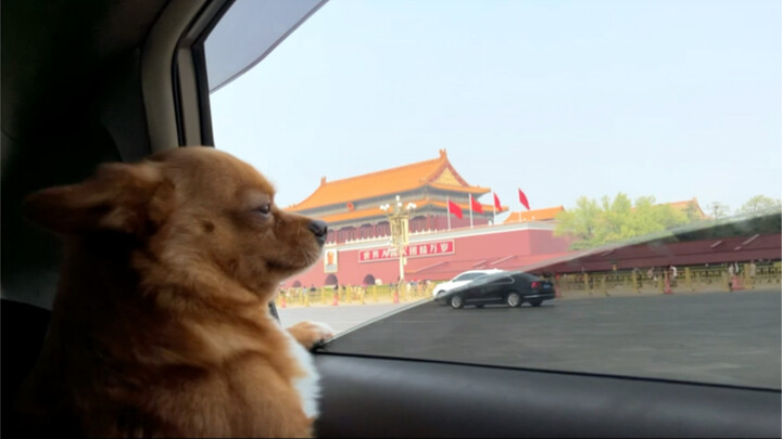 Moving with Four Pets!