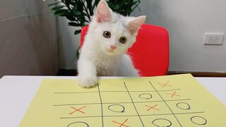 ลูกแมวน่ารักเล่น Tic-Tac-Toe