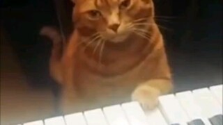猫猫都比你弹得好