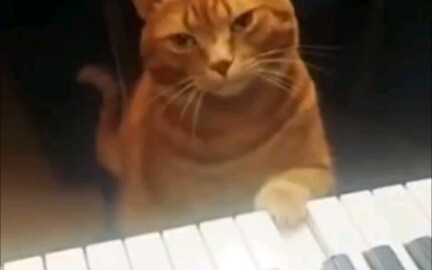 Kucing bermain lebih baik dari Anda.