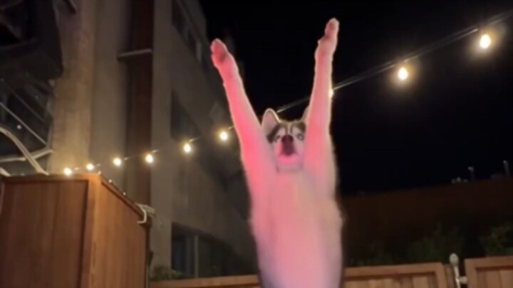 husky dance