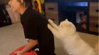 谁家小猫这么贴心