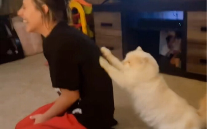 من صاحب الهرة الصغيرة اللطيفة هكذا؟