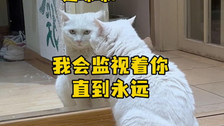 Đậu Mimi: Tôi sẽ theo dõi bạn mãi mãi