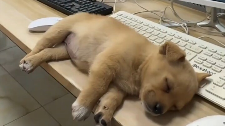 The little dog who accompanied me to work fell asleep.