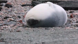 Big White Glutinous Rice Treat