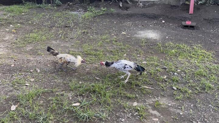 Araw araw natin sanayin