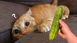 Cats Vs Cucumber😹 - Funniest Animals Compilation 2023 |Aww Pets